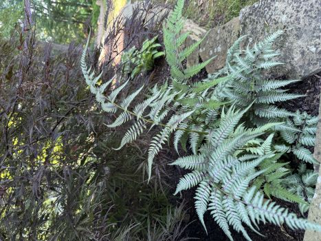 Japanese Painted Fern – – Shade Lover – Hardy – 4 inch cup